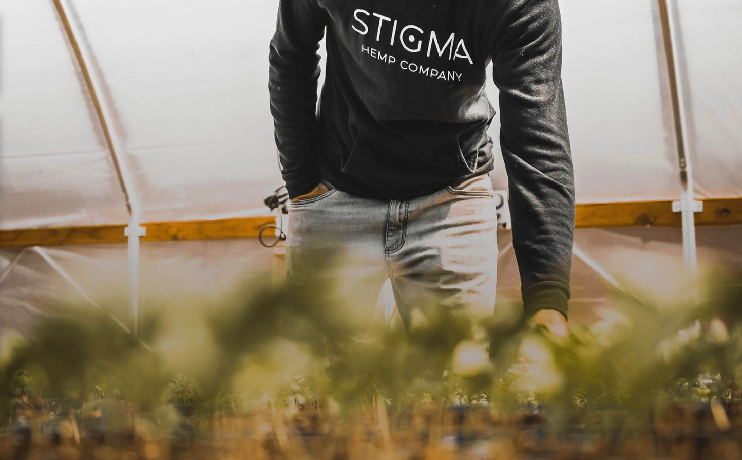 From Seed to Sip: The Hemp Plant Lifecycle