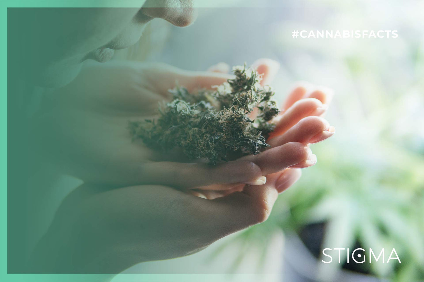 Did you know the effects from consuming cannabis are not only caused by cannabinoids like CBD and THC, but also from the aromatic compounds it produces?