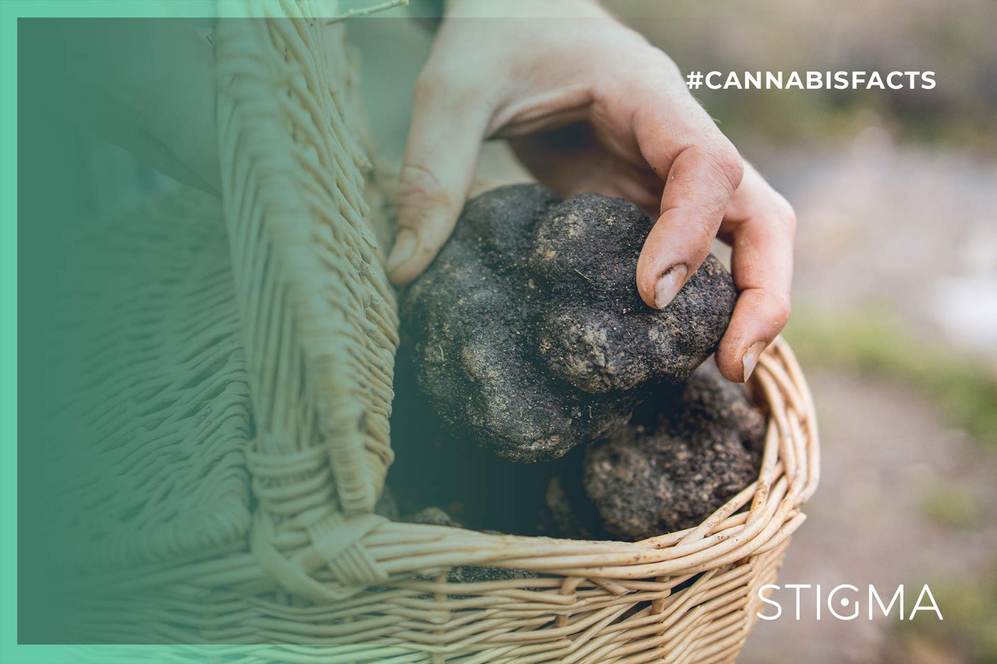 Did you know… that cannabinoids can be found in places other than our bodies and cannabis plants?