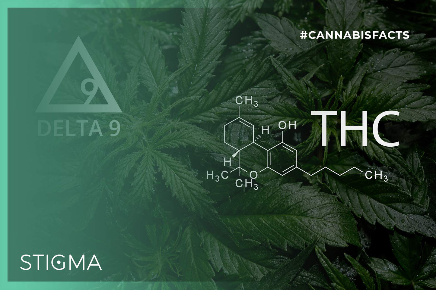 Did you know that while the cannabis plant can potentially produce over a hundred different cannabinoids, there is one that is more powerful– and controversial– than all the rest: Delta-9-THC, or just THC for short.